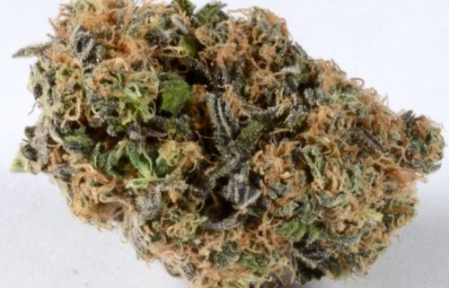 Blueberry Marijuana - Misty Canna Shop - Blueberry aka Berry Blue Weed Strain