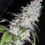 Black Domina Cannabis Seeds Feminized - Misty Canna Shop