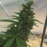 Bear Ley Legal Packet of 10 Cannabis Seeds - Misty Canna Shop