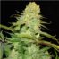 Blue Cheese Cannabis Seeds Feminized - Misty Canna Shop