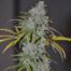 Blue Dream Cannabis Seeds Feminized - Misty Canna Shop