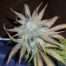 Blue Mystic Cannabis Seeds Feminized - Misty Canna Shop