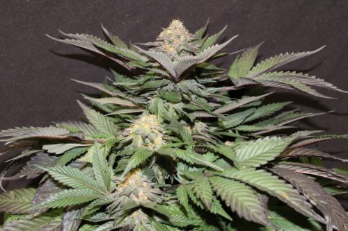 Blue Widow Cannabis Seeds Regular - Misty Canna Shop
