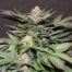 Blue Widow Cannabis Seeds Regular - Misty Canna Shop