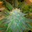 Cannabis Seeds Autoflower - Misty Canna Shop - Buy Seeds Autoflower