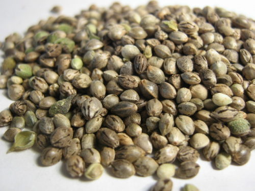 Feminized Cannabis Seeds Mix Pack - Misty Canna Shop