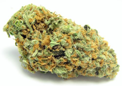 green-crack–greenhouse Green Crack | Green Crack Strain | Misty Canna Shop Delivery