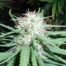 Haze 1 Cannabis Seeds Feminized - Misty Canna Shop