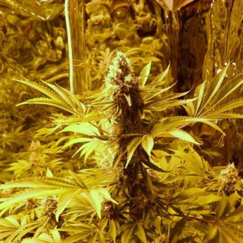 Jock Horror Cannabis Seeds Autoflower - Misty Canna Shop
