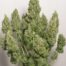 Mazar Cannabis Seeds Autoflower - Misty Canna Shop