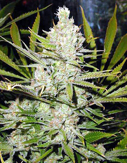 Northern Lights Cannabis Seeds Regular - Misty Canna Shop