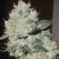 OG Kush Cannabis Seeds Feminized - Misty Canna Shop