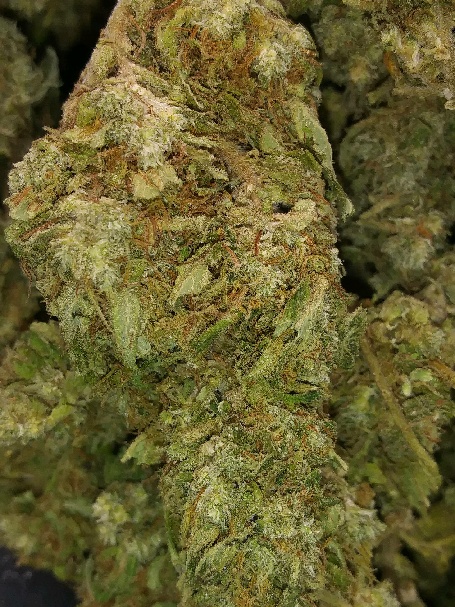 pineapple-express-outdoor | Pineapple Express | Pineapple Express Cbd Flower | Express strain
