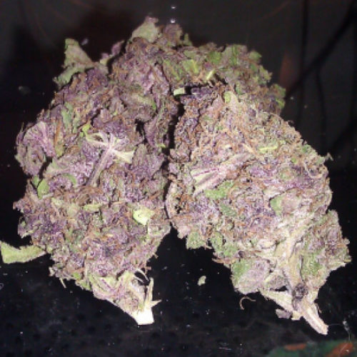 purple-kush, Purple Kush | sr71 purple kush | Purple Kush Hash | Purple Kush OG