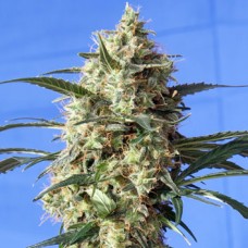 Snow White Cannabis Seeds Feminized - Misty Canna Shop