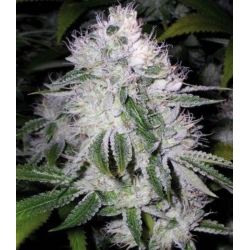 White Widow Cannabis Seeds Autoflower - Misty Canna Shop